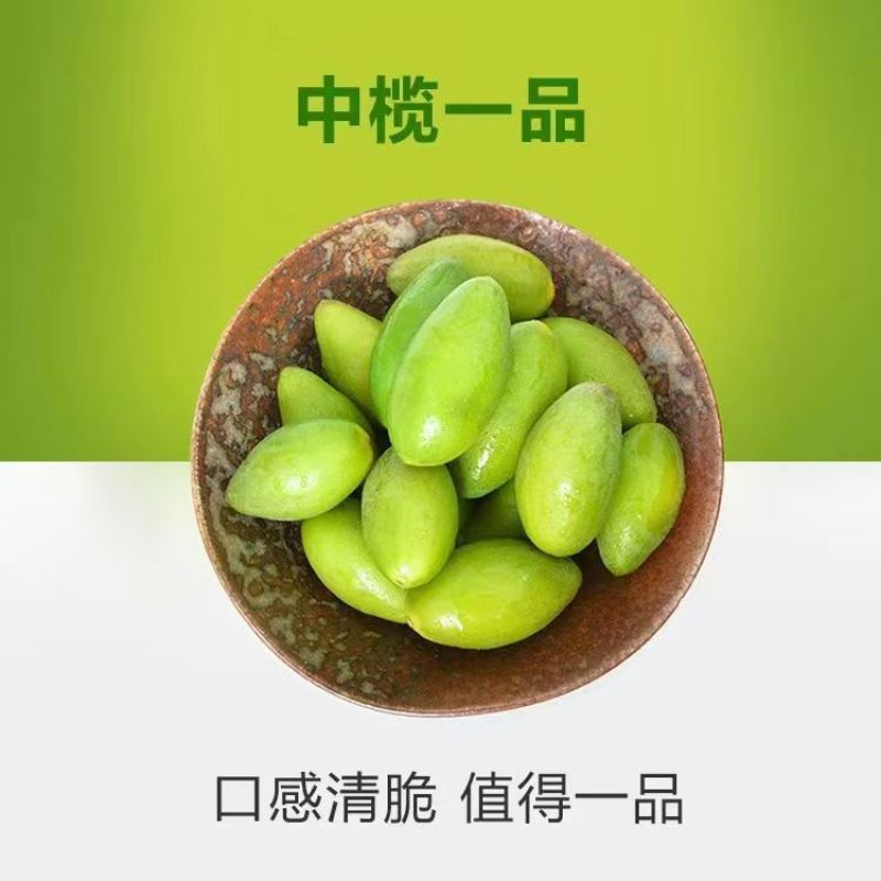 闽清梅香二号橄榄青枣脆
