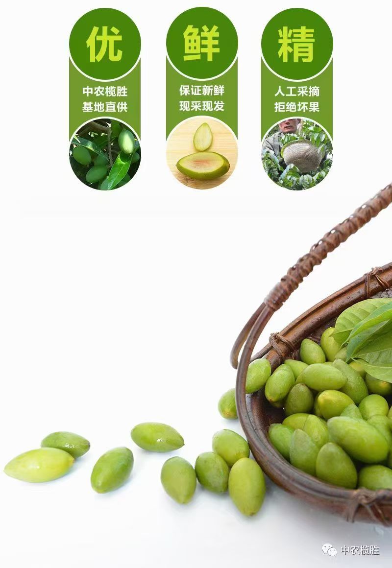 闽清梅香二号橄榄青枣脆