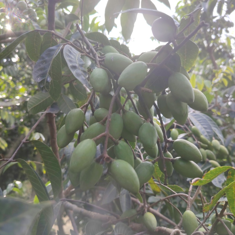 闽清梅香二号橄榄青枣脆