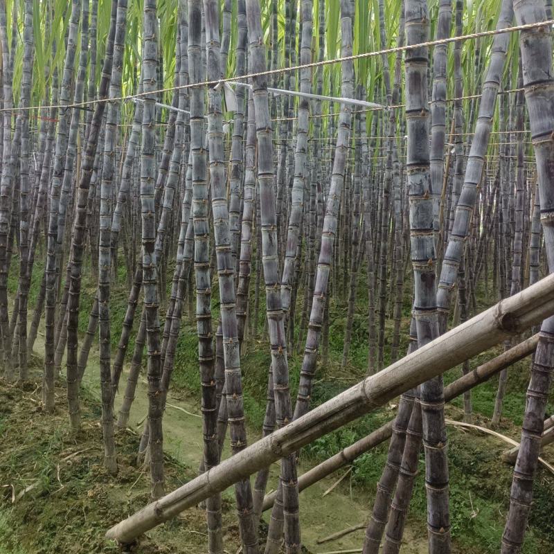 广西博白黑皮甘蔗，脆甜多汁，量大从优，免费提供便宜回程车