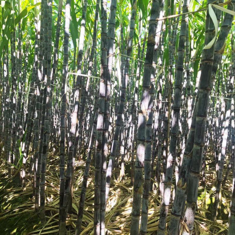 广西博白黑皮甘蔗，脆甜多汁，量大从优，免费提供便宜回程车