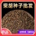 柴胡种子批发纯新采收北柴胡红柴胡黑柴胡31柴胡籽
