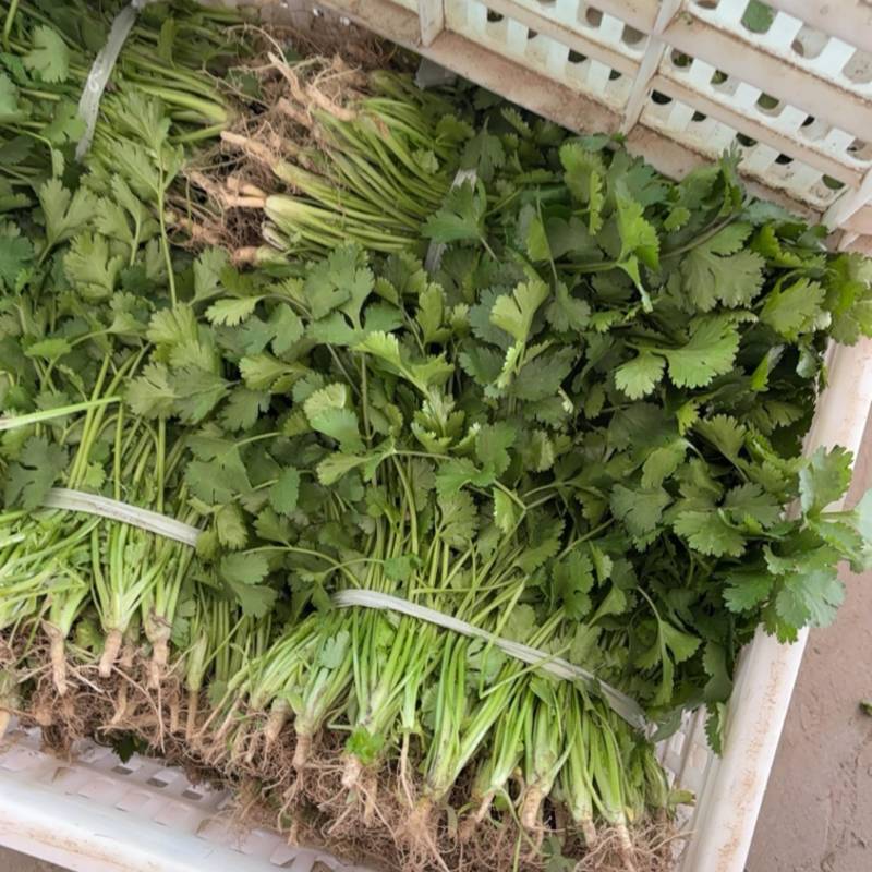 精品大叶香菜