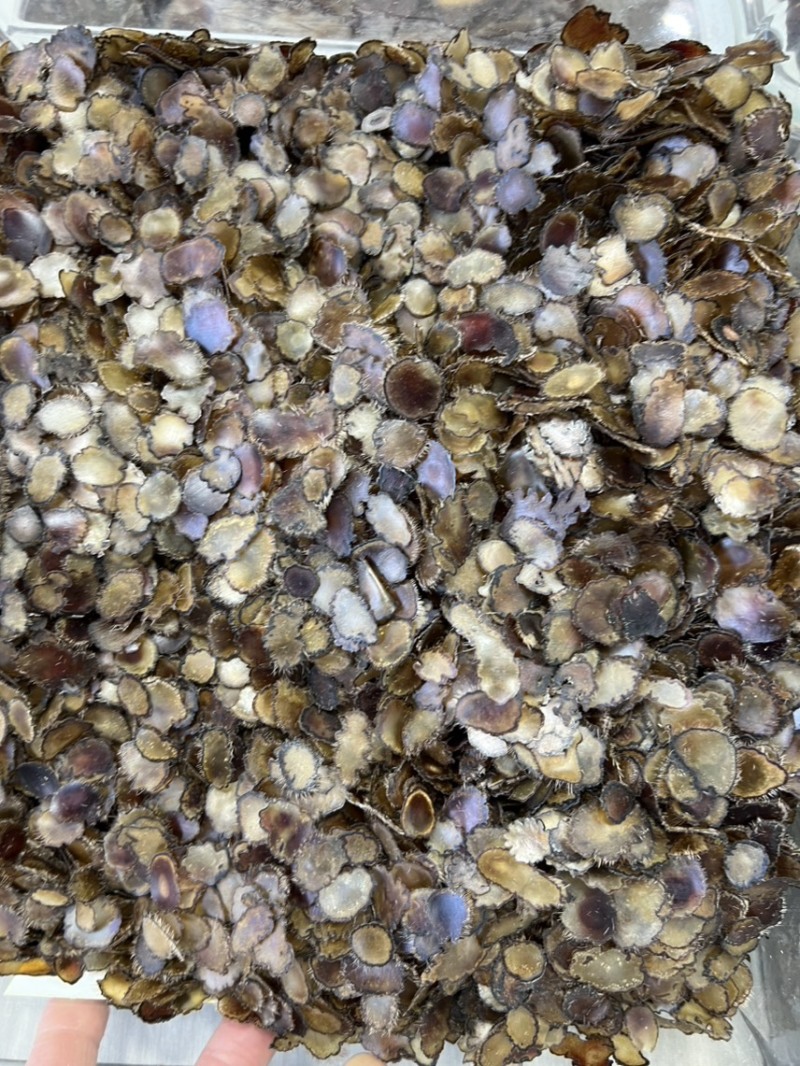 全腊片小片，泡茶，煲汤，含服，经济实惠款