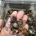 全腊片小片，泡茶，煲汤，含服，经济实惠款