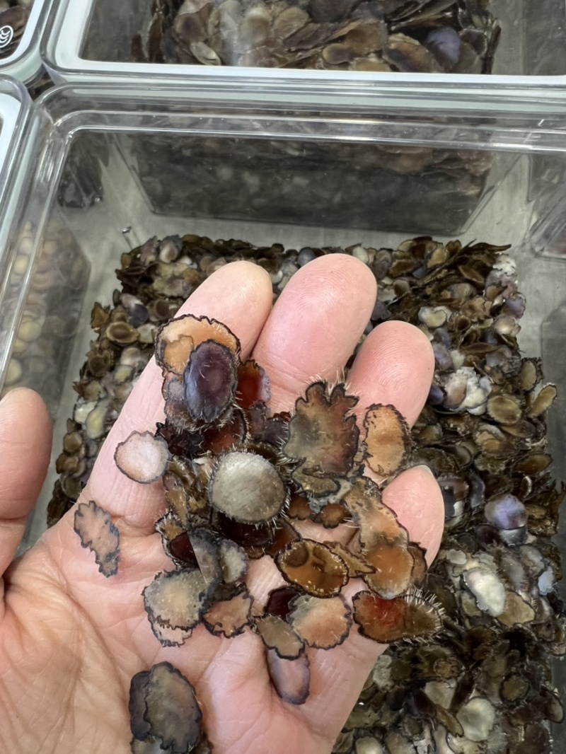 全腊片小片，泡茶，煲汤，含服，经济实惠款