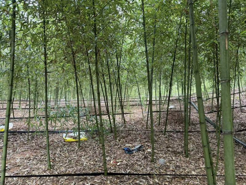 大量雷竹苗供应（量大从优）品质保证，可视频看货