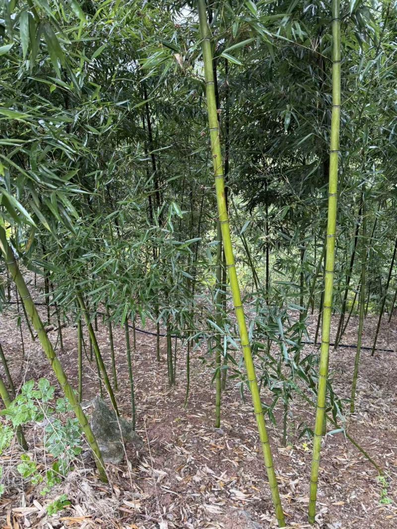 大量雷竹苗供应（量大从优）品质保证，可视频看货