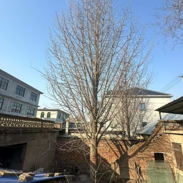 50公分银杏树