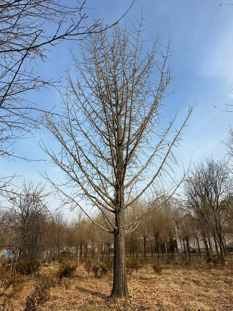 50公分银杏树