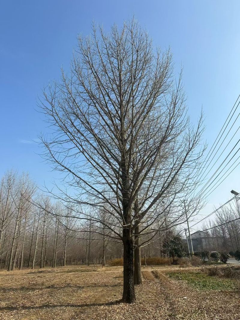 50公分银杏树