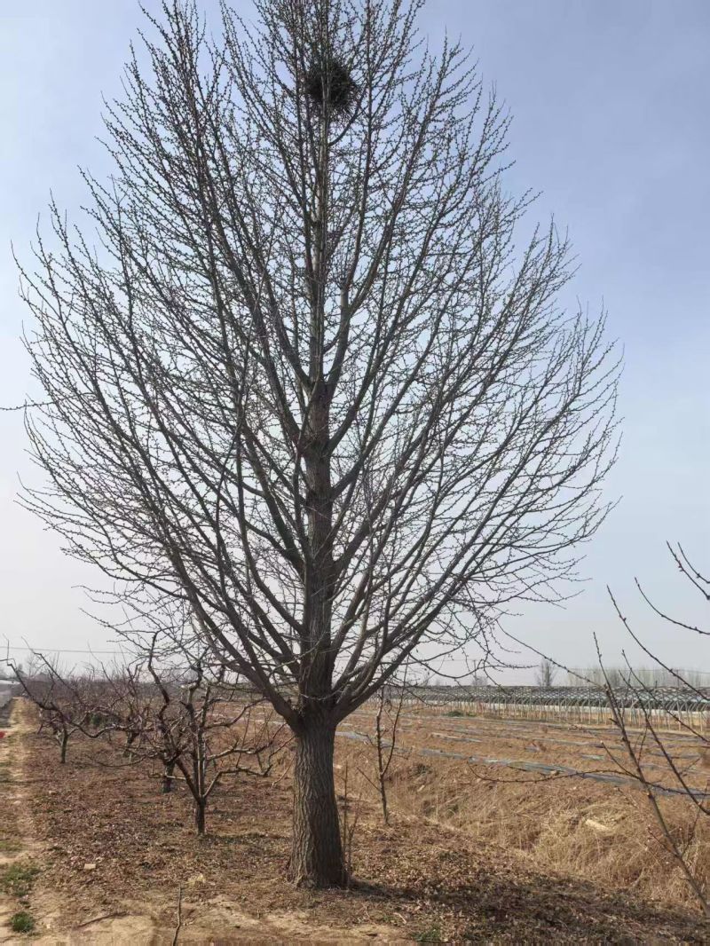 50公分银杏树