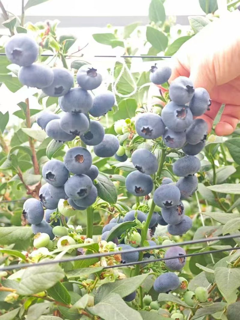 蓝莓，云南蓝莓，花香蓝莓大量接单产地直发量大从优