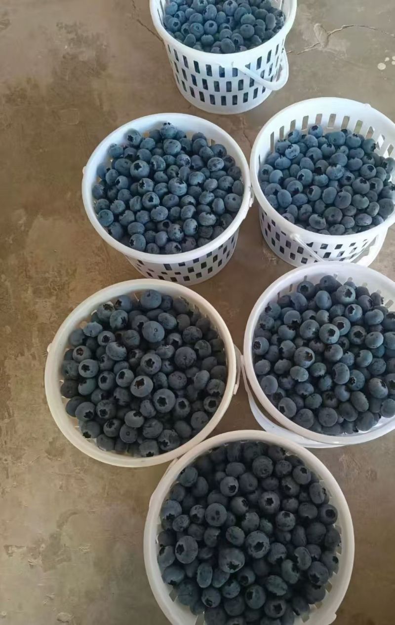 蓝莓，云南蓝莓，花香蓝莓大量接单产地直发量大从优