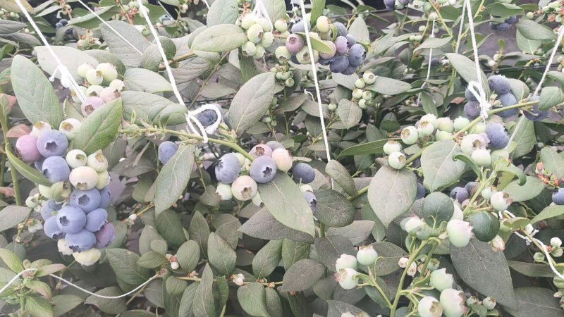 蓝莓，云南蓝莓，花香蓝莓大量接单产地直发量大从优