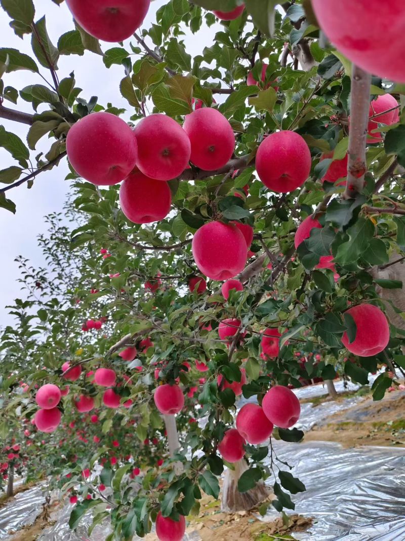 红富士苹果。甘肃静宁红富士苹果冷库直供，货源充足。