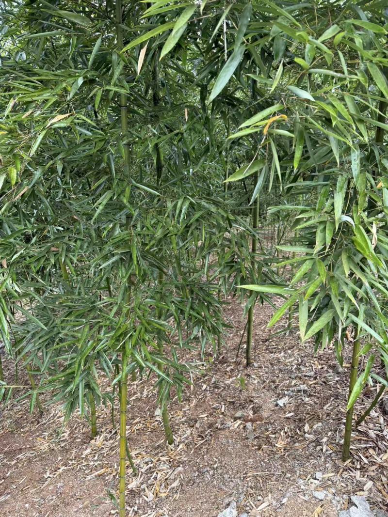 雷竹笋种子大量现货上市，全年供应规格齐全，欢迎电联咨询