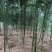 雷竹笋种子大量现货上市，全年供应规格齐全，欢迎电联咨询