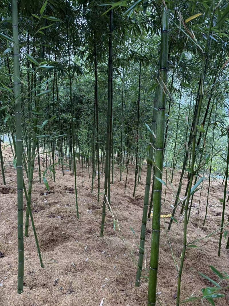 雷竹笋种子大量现货上市，全年供应规格齐全，欢迎电联咨询