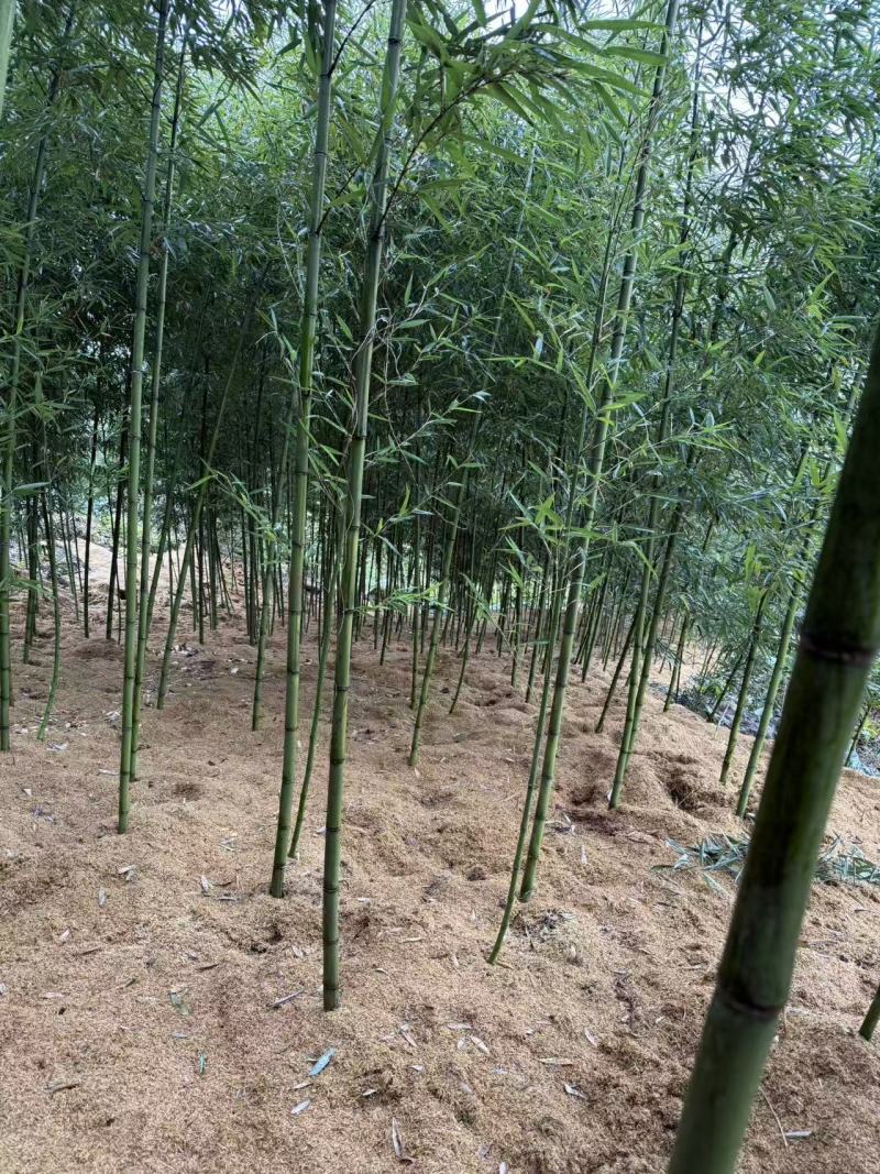 雷竹笋种子大量现货上市，全年供应规格齐全，欢迎电联咨询