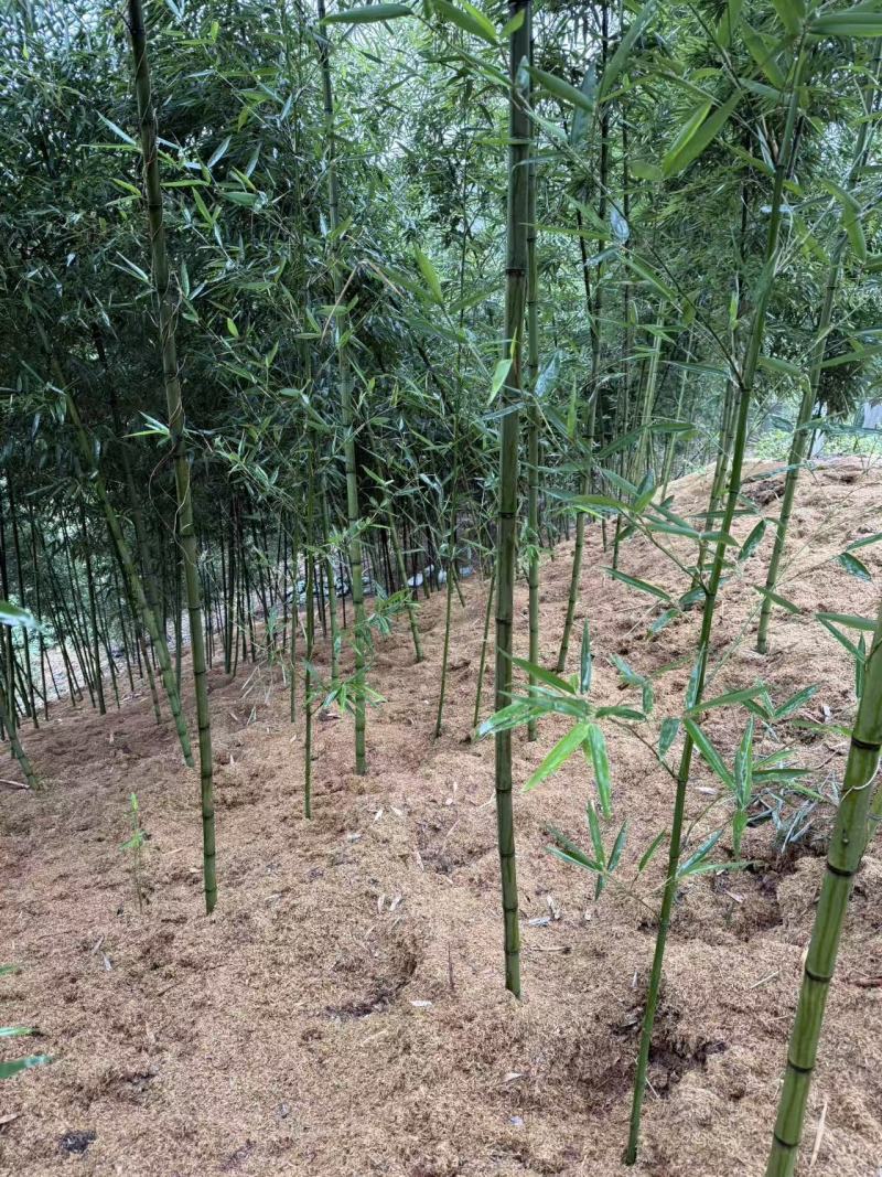 雷竹笋种子大量现货上市，全年供应规格齐全，欢迎电联咨询