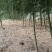 雷竹笋种子大量现货上市，全年供应规格齐全，欢迎电联咨询