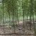 雷竹笋种子大量现货上市，全年供应规格齐全，欢迎电联咨询