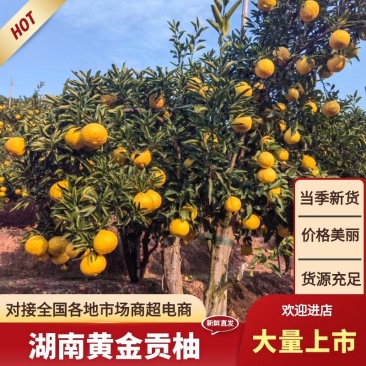 黄金贡柚口感丰富现摘先发可对接电商等欢迎选购