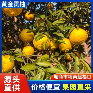 黄金贡柚品质保证产地直发可视频看货欢迎咨询
