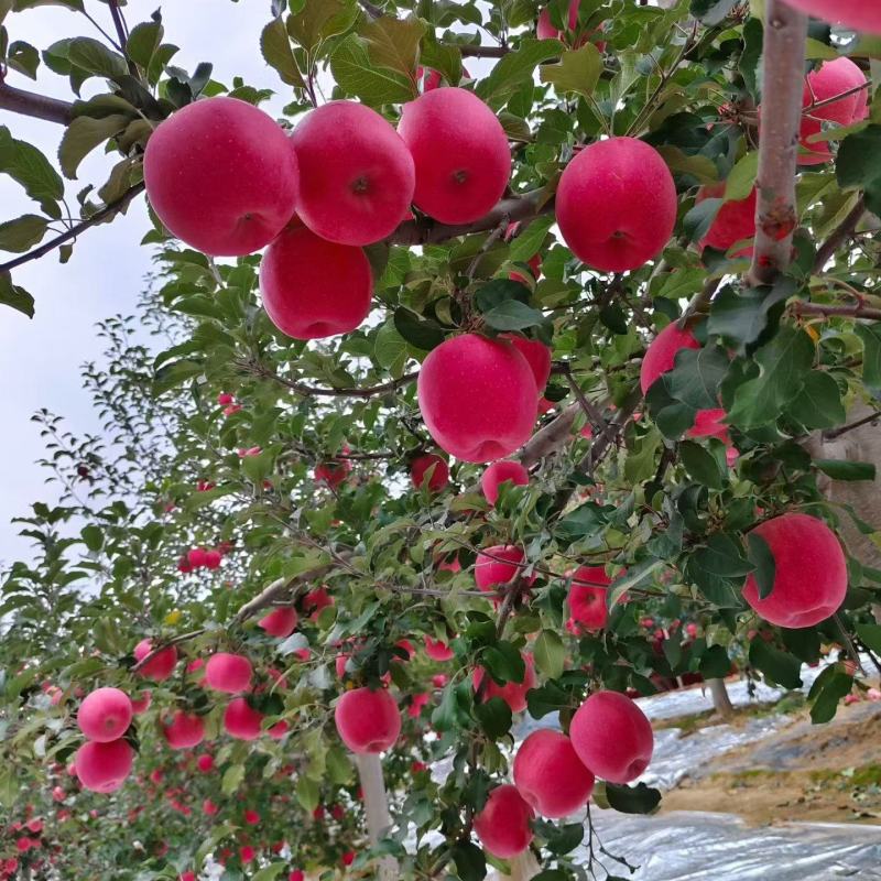 红富士苹果。甘肃静宁红富士苹果冷库直供，货源充足。