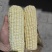 兢农速冻玉米棒