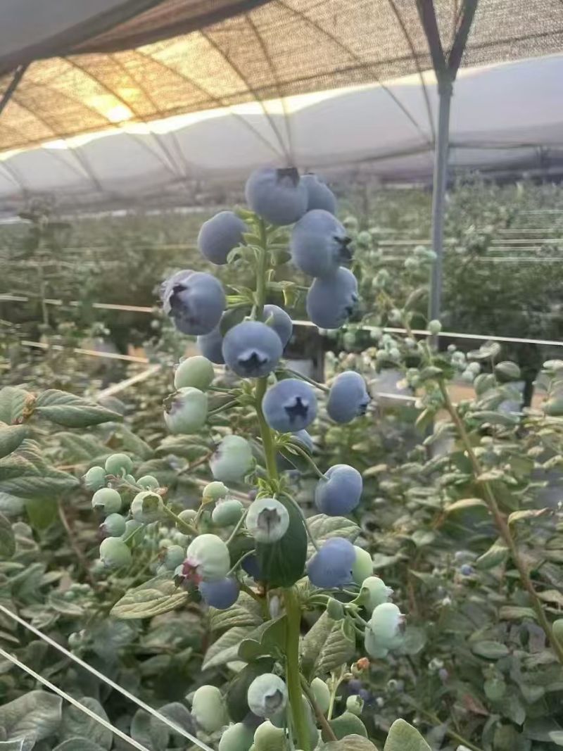 L11蓝莓，云南L11蓝莓产地直发量大从优价格美丽