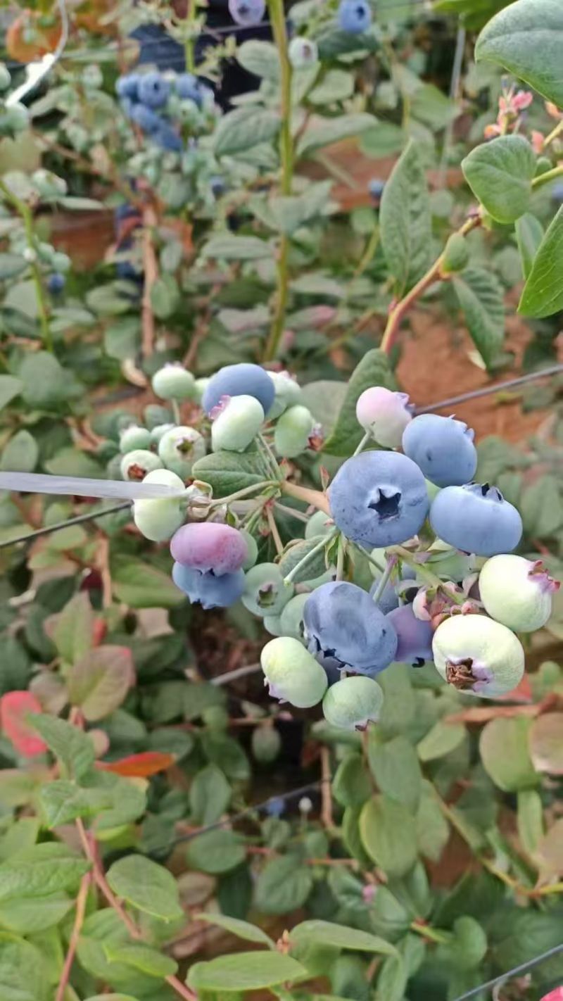 L11蓝莓，云南L11蓝莓产地直发量大从优价格美丽