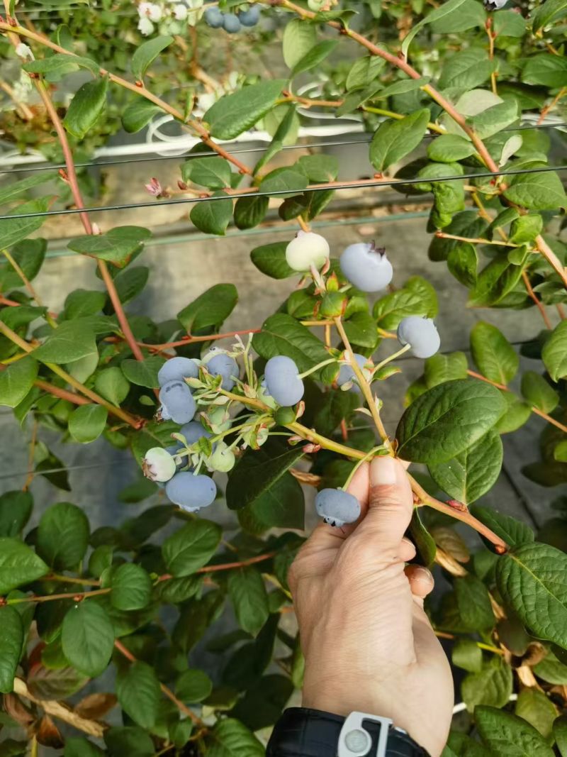 L11蓝莓，云南L11蓝莓产地直发量大从优价格美丽