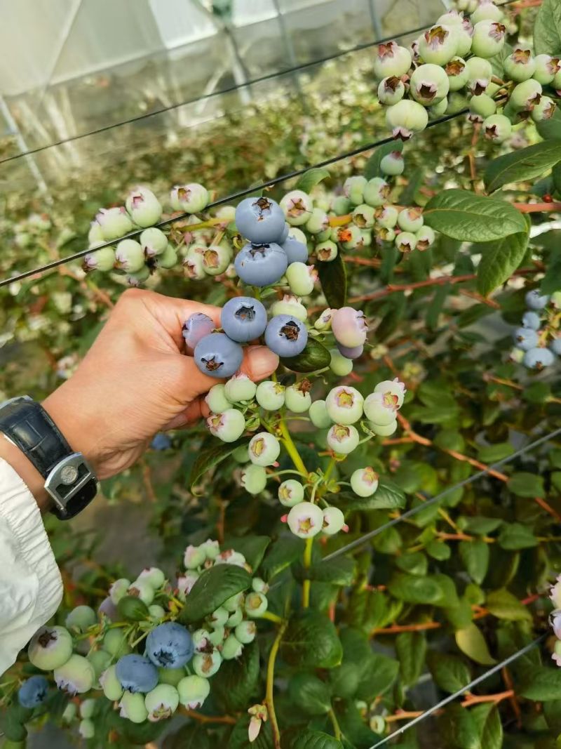 L11蓝莓，云南L11蓝莓产地直发量大从优价格美丽