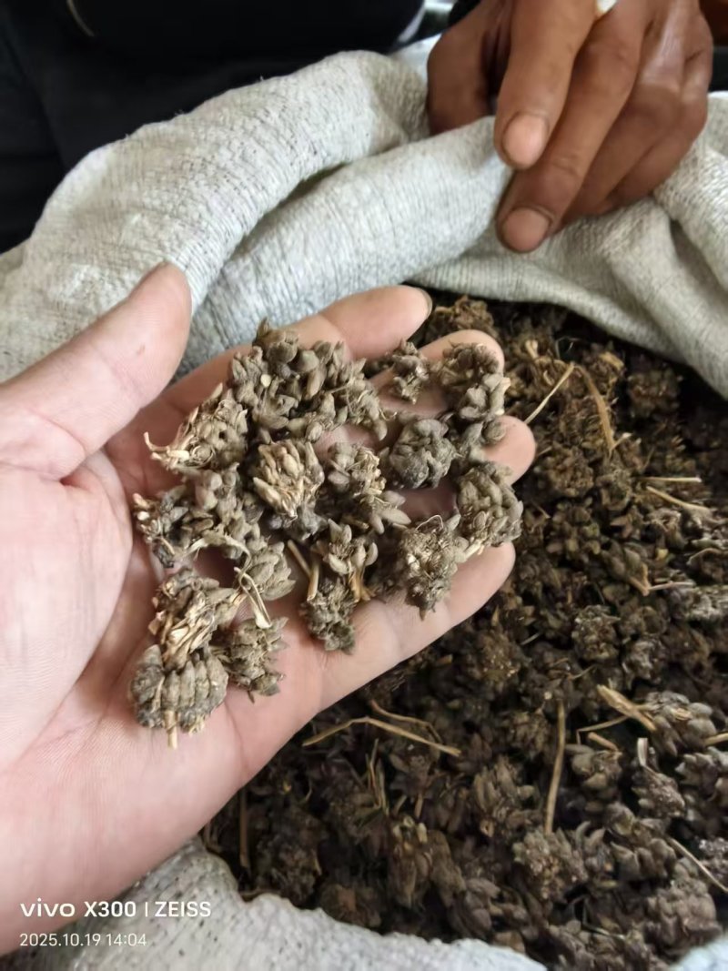 猫抓草
