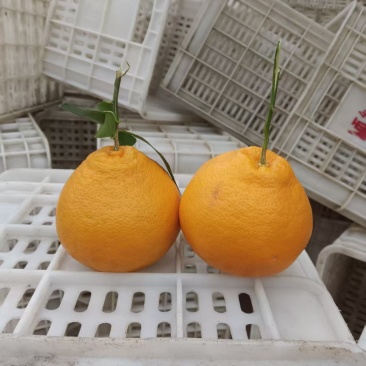 成都耙耙柑