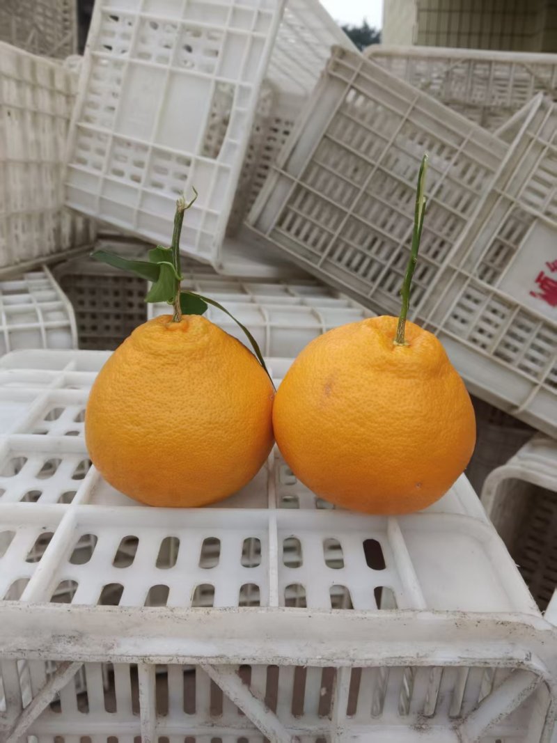 成都耙耙柑