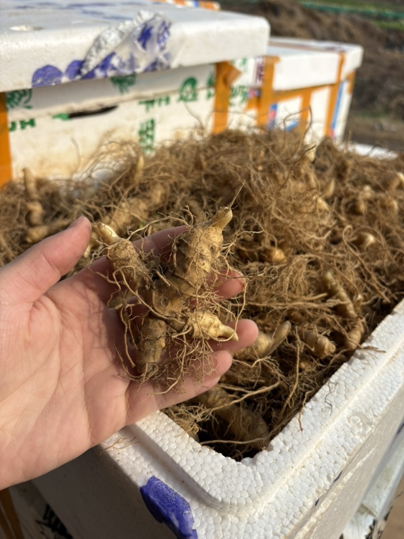 池州九华山专利多芽黄精种苗，有全国专利认证。