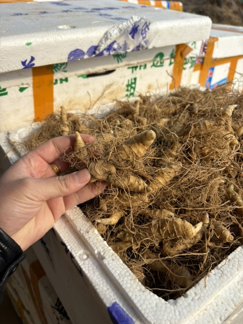 池州九华山专利多芽黄精种苗，有全国专利认证。