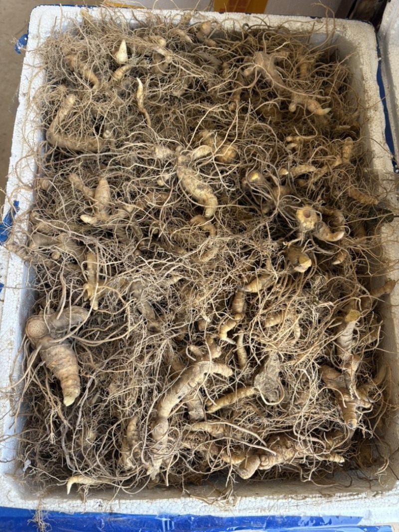 池州九华山专利多芽黄精种苗，有全国专利认证。