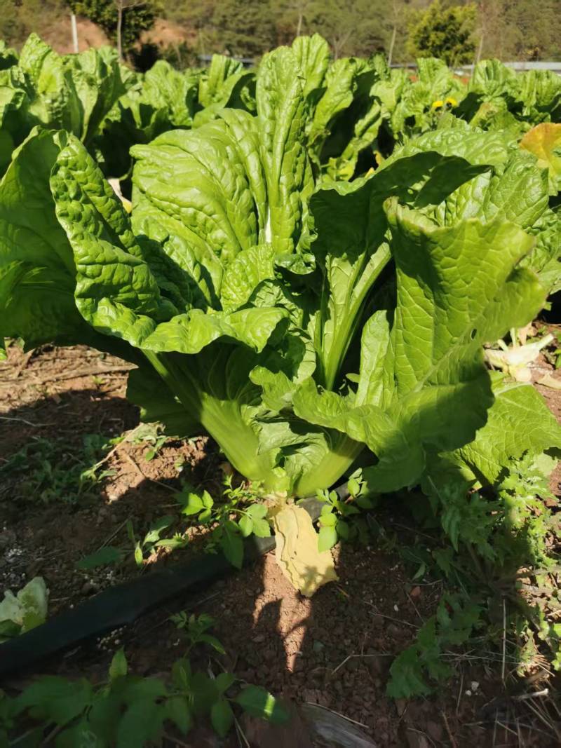 云南大青菜