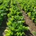 云南大青菜