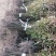 楠木苗、金丝楠木苗、楠木袋苗、楠木杯苗，产地直供