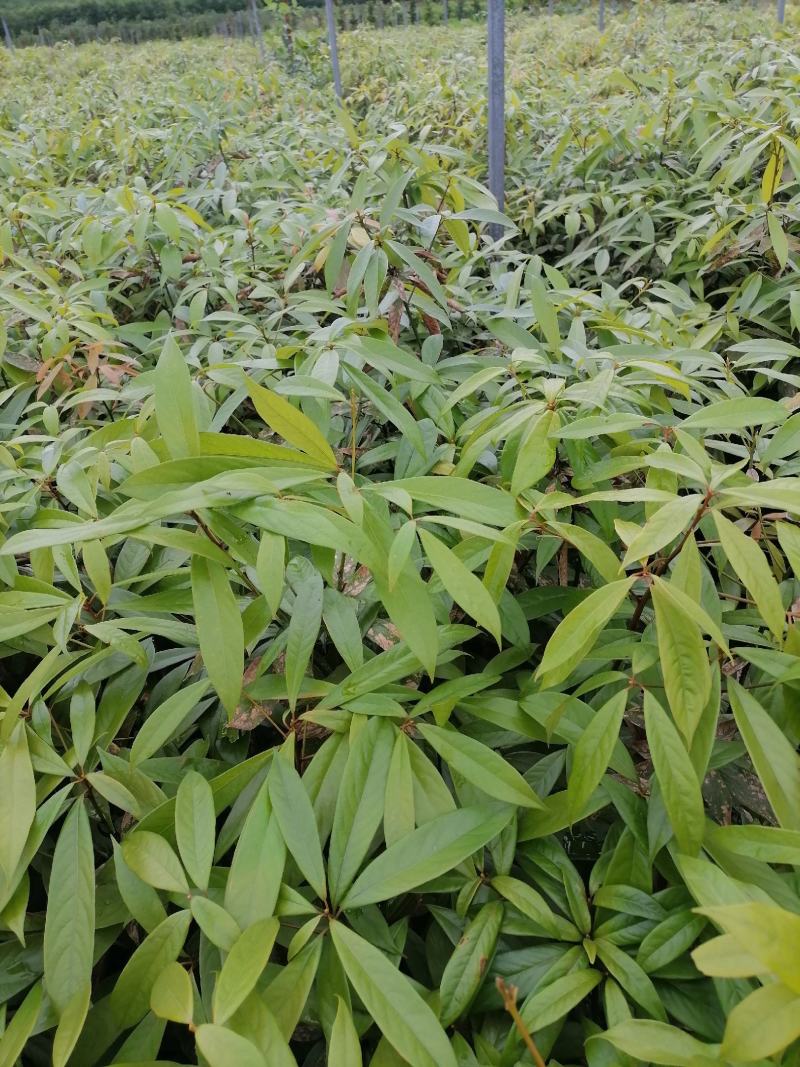 楠木苗、金丝楠木苗、楠木袋苗、楠木杯苗，产地直供