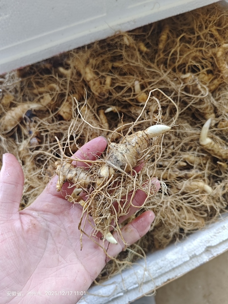 池州九华山专利多芽黄精种苗，有全国专利认证。