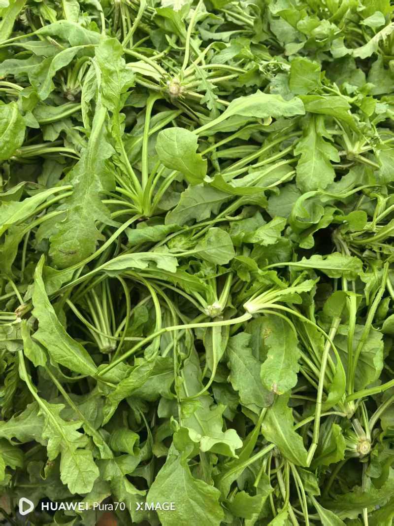 荠荠菜
