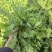 荠荠菜