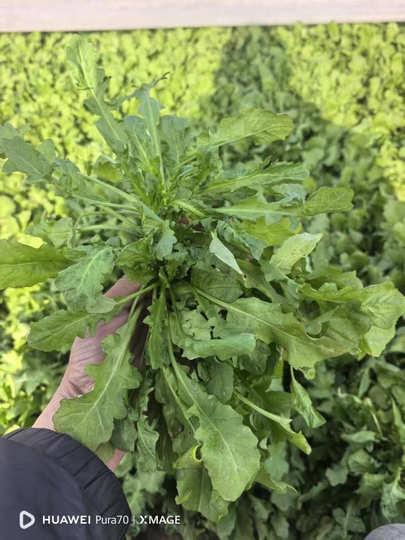 荠荠菜