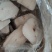 鳕鱼块